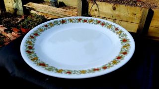 Pyrex / Corning Ware / Corelle Spice Of Life Pattern Dinner Plate 10¼ "