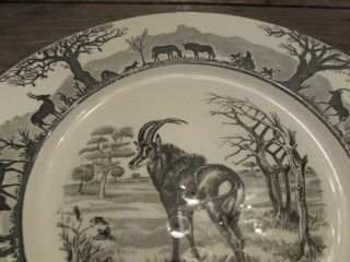 Vintage Kruger National Park Wedgwood Studio Pottery Sable Antelope Dinner Plate 2