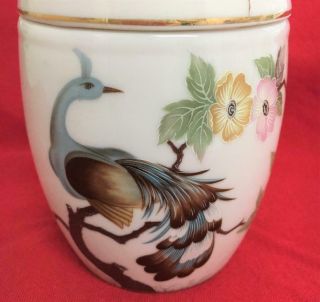 Vintage Shafford Fine Porcelain Ginger Jar W Lid Exclusive Peacock Design Japan