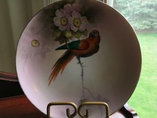 Noritake Parrot On Floral Branch 8.  5” Hand Painted Plate Vintage