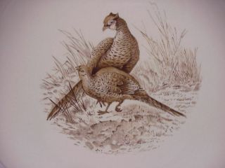 Copeland Spode England Game Bird Pheasant 6 10 1/4 in.  Dinner Plate 2