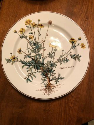 Villeroy & Boch " Botanica " Anthemis Tinctoria,  Dinner Plate 10 - 5/8 Inches
