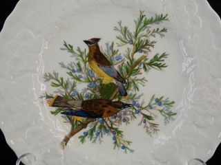 Vtg Alfred Meakin Birds Of America Plate - Cedar Bird 43 Audubon Society 9 "