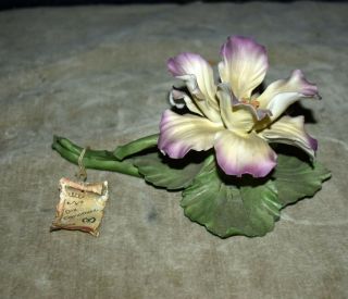 Capodimonte Porcelain Iris Flower - - With Tag